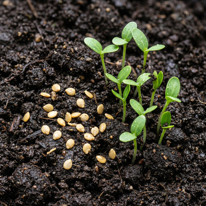 Eggplant Seeds Vegetable Plant for Garden Growing