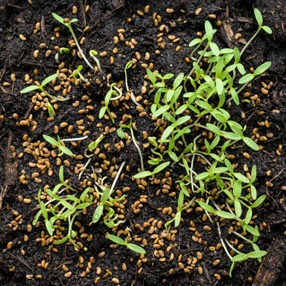 Alfalfa Seeds for Garden and Field Growing