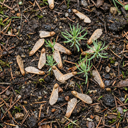 Norway Spruce Tree Seeds (Picea abies) – Evergreen Landscape Tree Seeds