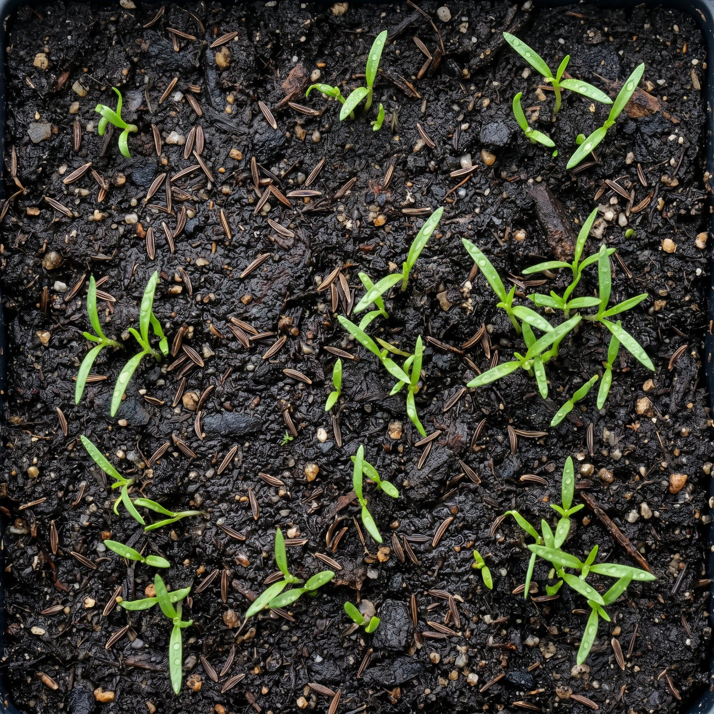 Tarragon Seeds (Artemisia dracunculus) – Tarragon Herb Seeds