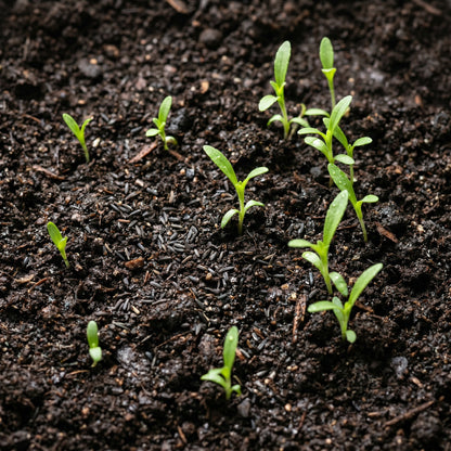 Stevia Seeds (Stevia rebaudiana) – Sweet Leaf Herb Seeds