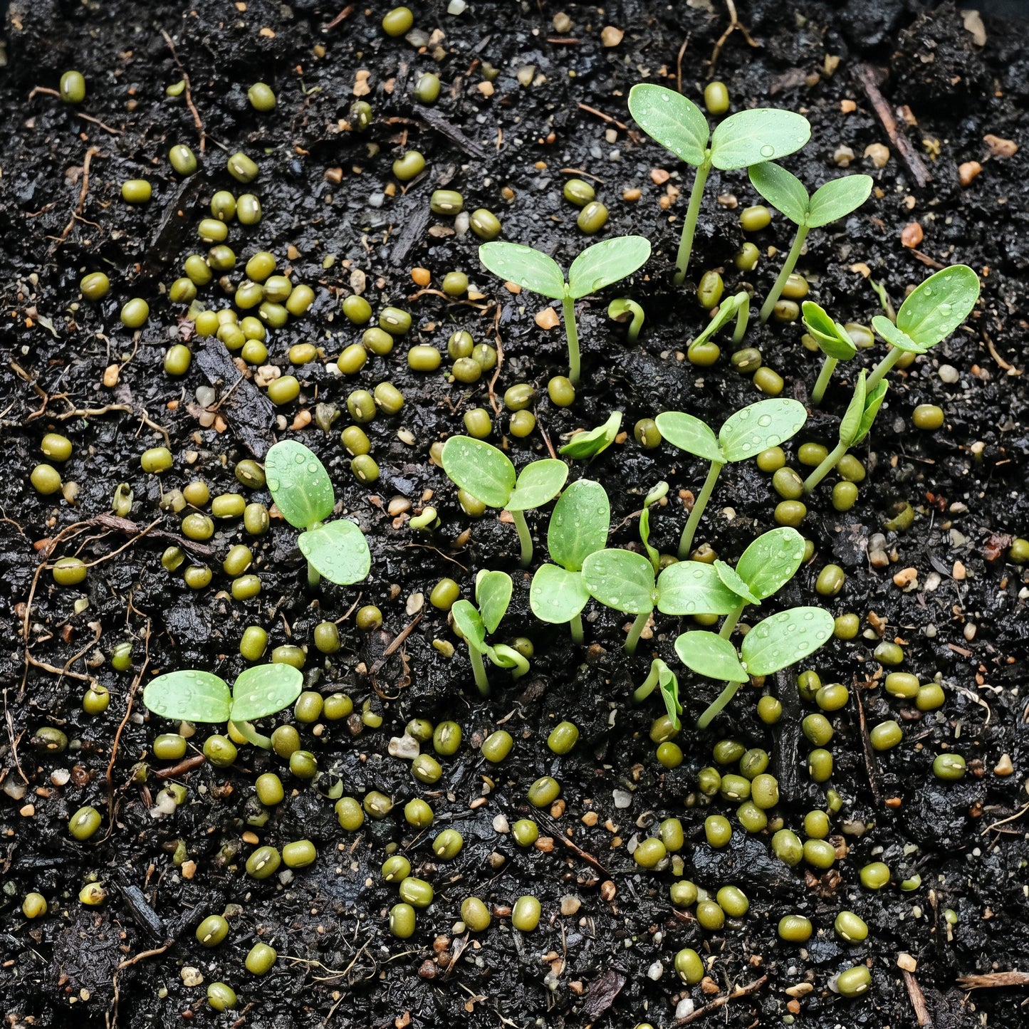 Mung Bean Seeds – Green Gram Seeds for Sprouting and Microgreens