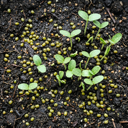 Mung Bean Seeds – Green Gram Seeds for Sprouting and Microgreens
