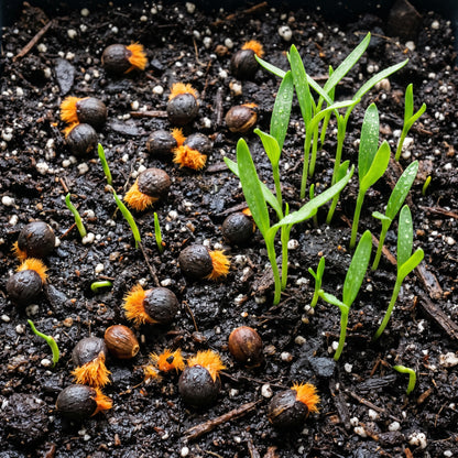 Bird of Paradise Seeds (Strelitzia reginae) – Tropical Bird Flower Seeds