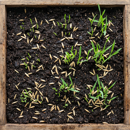 Cat Grass Seeds – Oat Grass Seeds for Pet Grass Growing