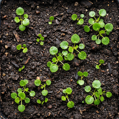 Chinese Money Plant (Pilea peperomioides) – Pilea Indoor Ornamental Plant