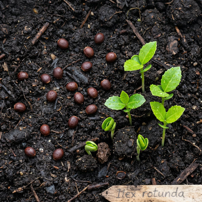 Ilex Rotunda – Dwarf Chinese Holly Evergreen Shrub