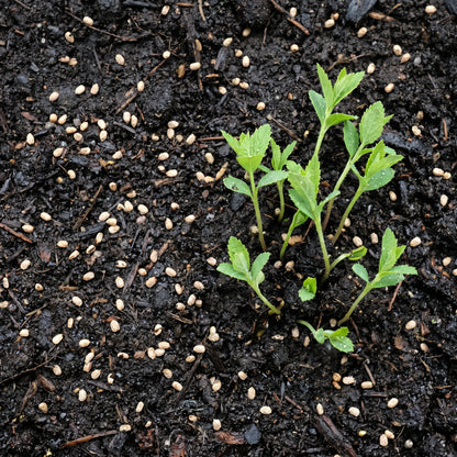 Spiraea Thunbergii Seeds – White Flowering Shrub