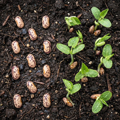 Pinto Bean Seeds – Garden Dry Bean Plant