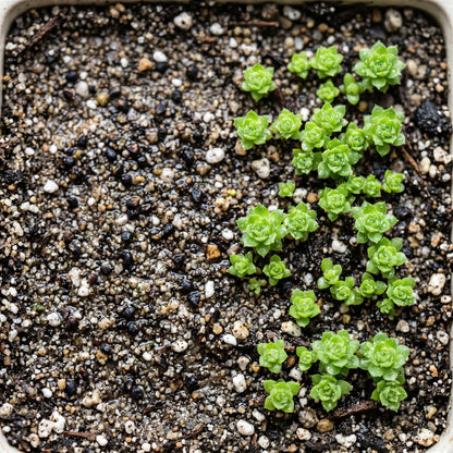 Tectorum Sempervivum Seeds – Perennial Flower Plant