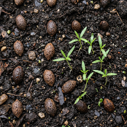 Olive Tree Seeds – Olea Europaea Garden Tree