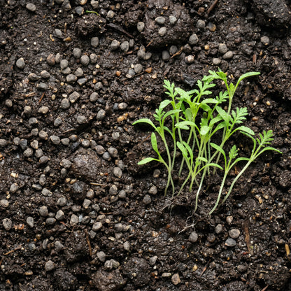 California Bluebells Seeds – Wildflower Garden Plant