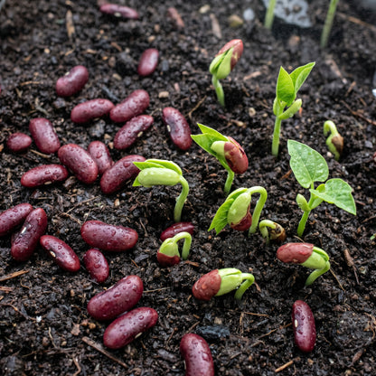 Large Dark Red Bean Seeds – Garden Bean Plant