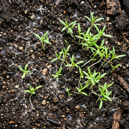 Fireweed Native Wildflower Seeds – Garden Flower Plant