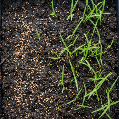 Chinese Pennisetum Fountain Grass Seeds – Ornamental Grass Plant