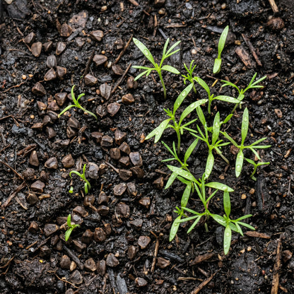 Rocket Larkspur Seeds – Colorful Flower Plant