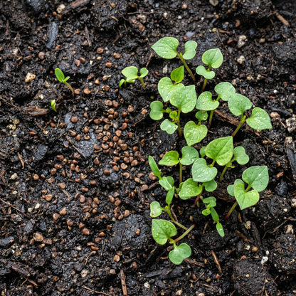 Fish Mint Seeds – Houttuynia Cordata Herb Plant