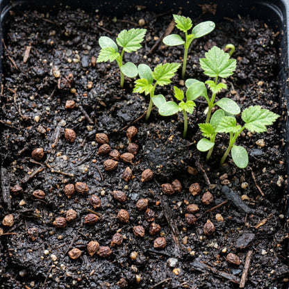 Blackberry Seeds – Thornless Fruit Plant