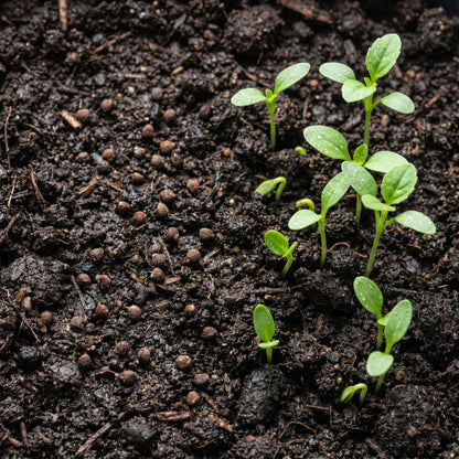 Toothache Plant Seeds – Electric Daisy Flowerb