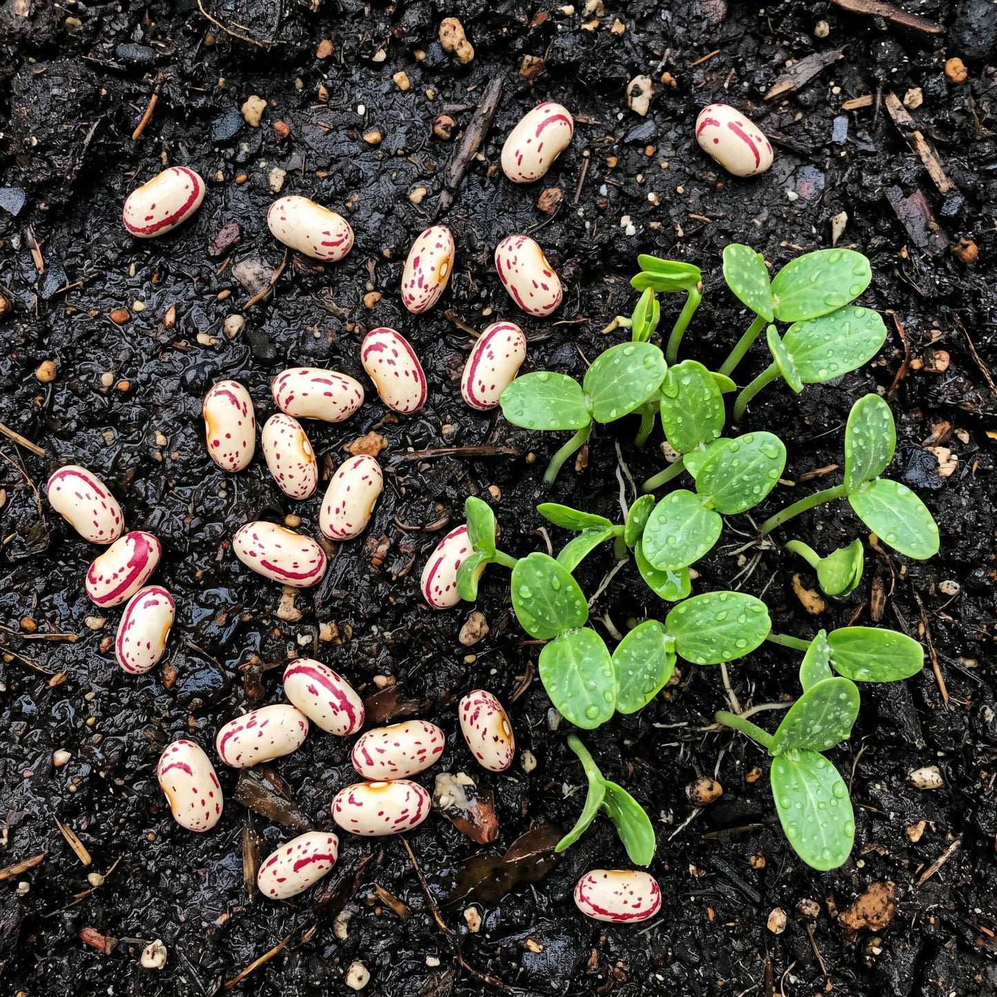 Tongue of Fire Bean Seeds – Bush Bean Plant