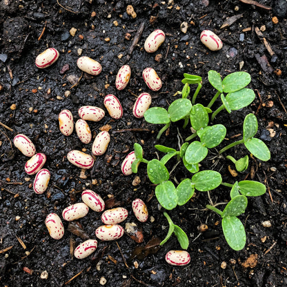 Tongue of Fire Bean Seeds – Bush Bean Plant
