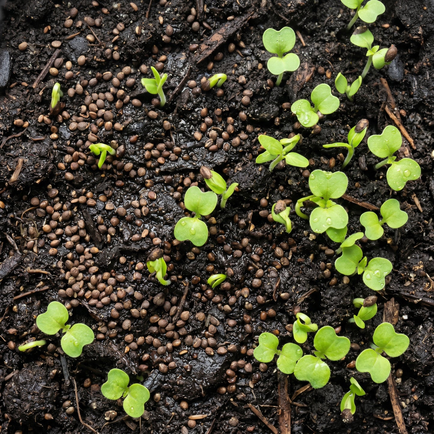 Korean Perilla Herb Seeds for Home Gardens
