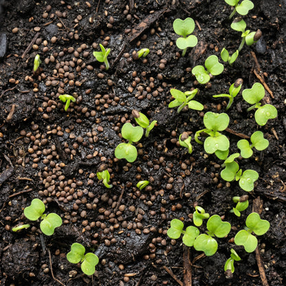 Korean Perilla Herb Seeds for Home Gardens