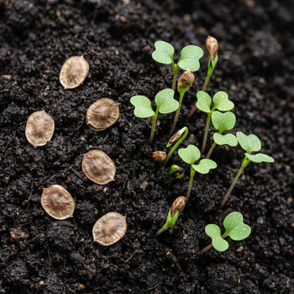 Money Plant Flower Seeds for Indoor & Outdoor Growing - Decorative Seasonal Flowers for Containers & Garden Beds