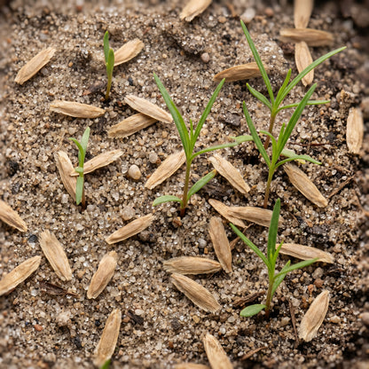 Desert Willow Tree Seeds for Outdoor Planting - Drought Tolerant Flowering Trees for Landscapes & Garden Borders