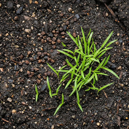 Spiderwort Flower Seeds for Pollinator Gardens - Blue Violet Perennial Blooms for Borders & Outdoor Landscapes