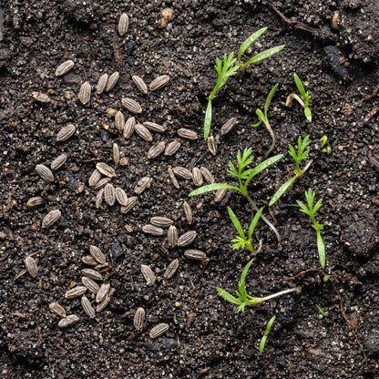 Scarlet Nantes Carrot Seeds for Gardens