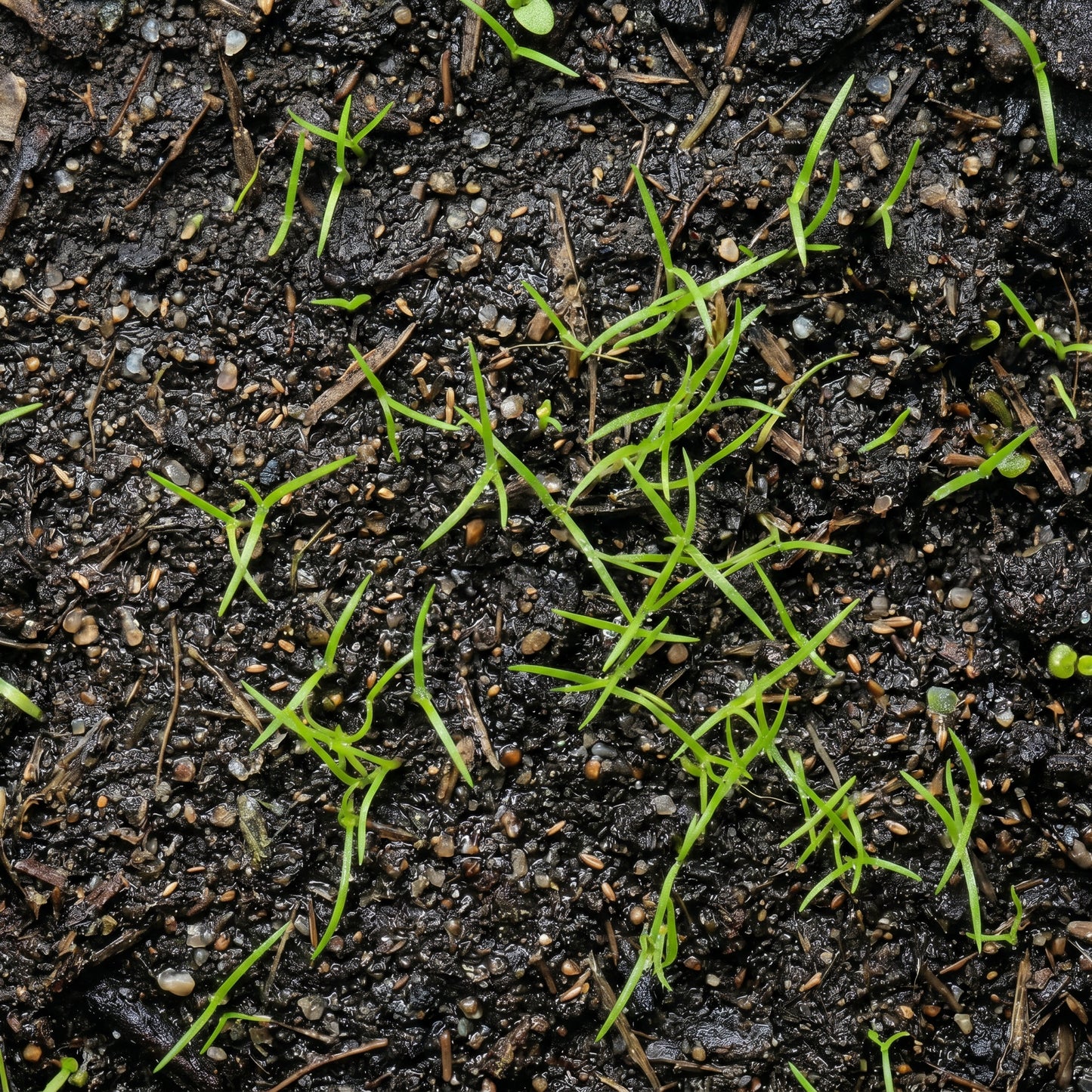 Bottlebrush Grass Seeds for Native Landscapes