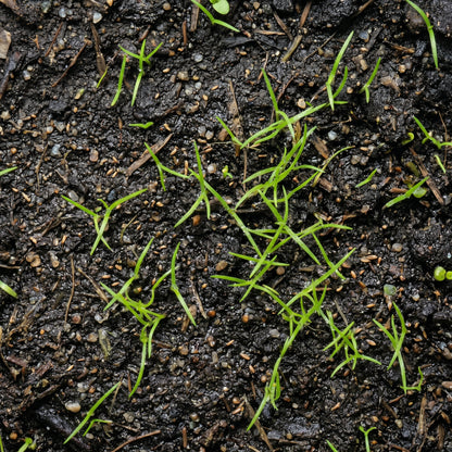 Bottlebrush Grass Seeds for Native Landscapes