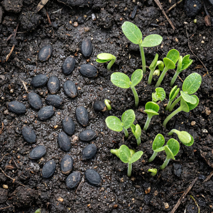 Luffa Gourd Seeds for Trellis Gardens