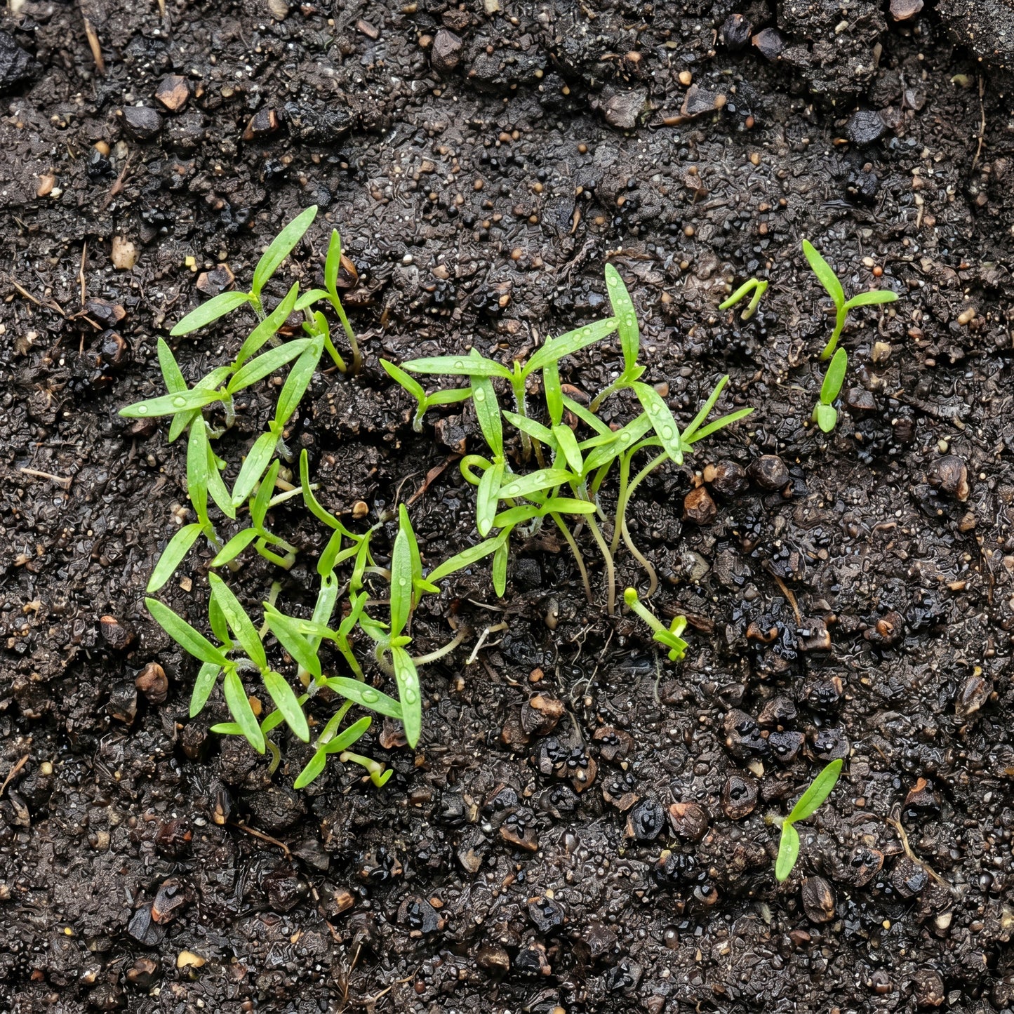 Obedient Crystal Peak Flower Seeds