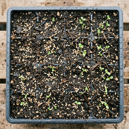 Romaine Lettuce Seeds for Home Gardens
