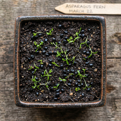 Asparagus Fern Seeds for Containers