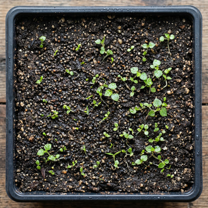 Peperomia Pellucida Herb Seeds