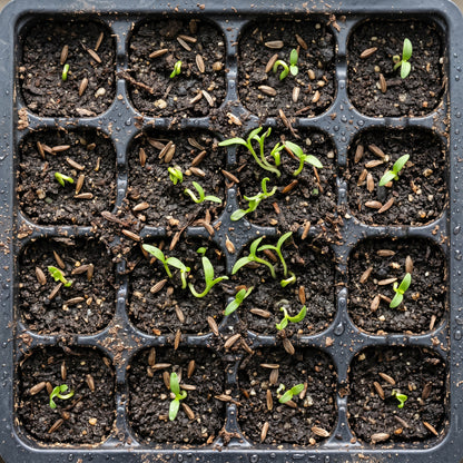 Echinacea Coneflower Garden Seeds