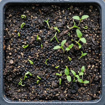 Lambs Quarter Wild Herb Seeds