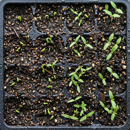 Prunella Vulgaris Herb Seeds