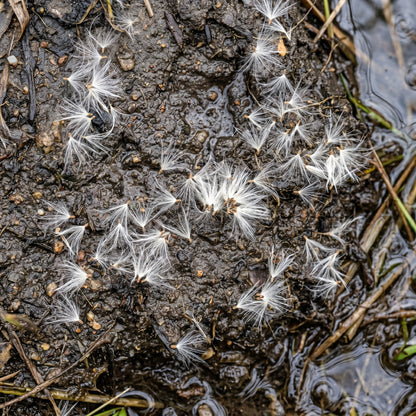 Cattail Seeds for Wetland Gardens