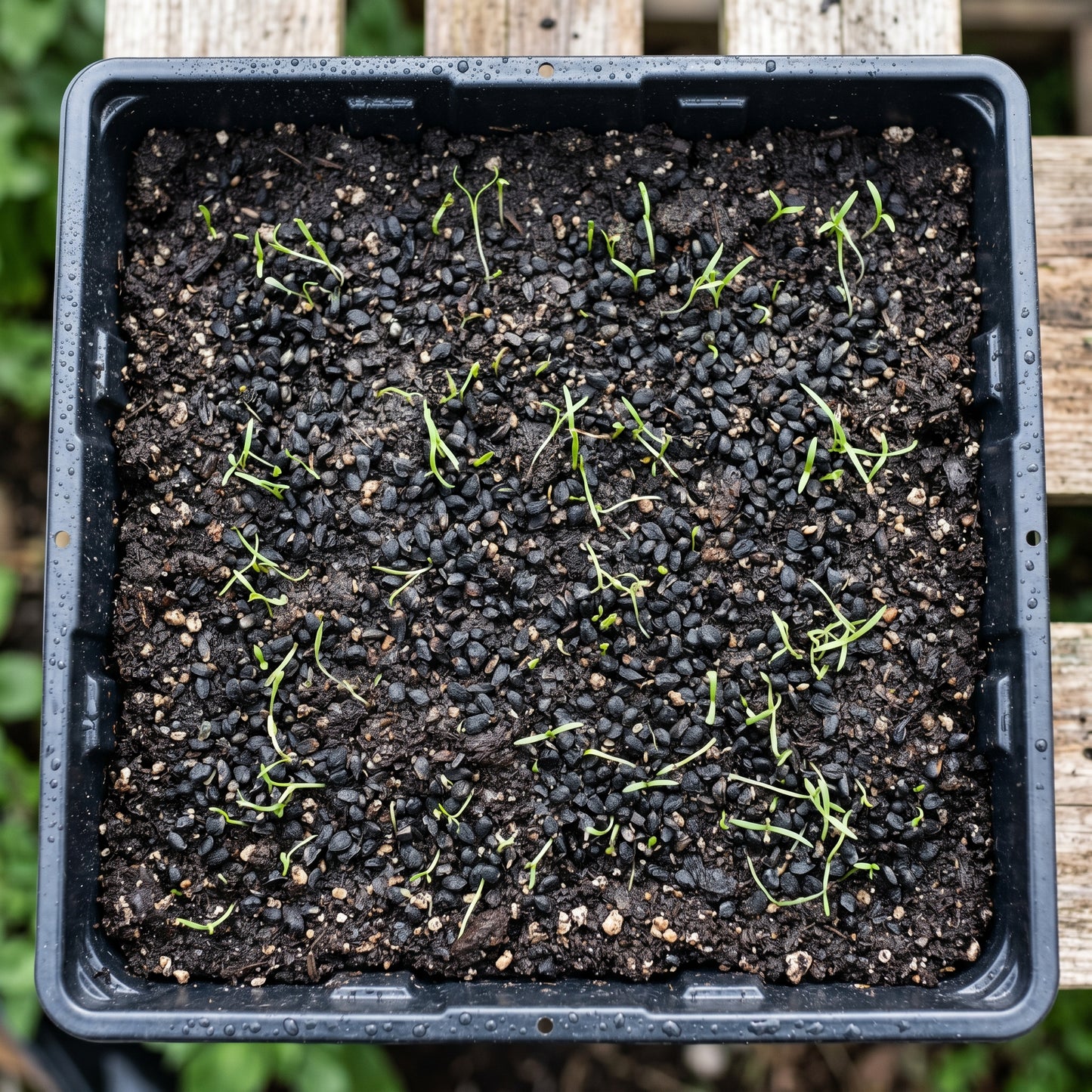 Chives Seeds (Allium schoenoprasum) – Heirloom Chive Herb Seeds