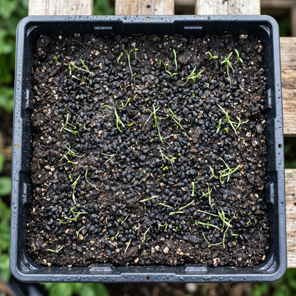 Chives Seeds (Allium schoenoprasum) – Heirloom Chive Herb Seeds