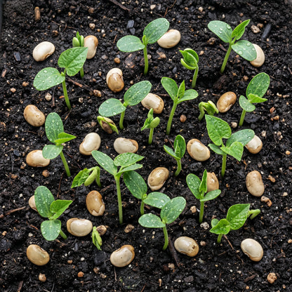 Dolichos Light Green Seeds for Planting