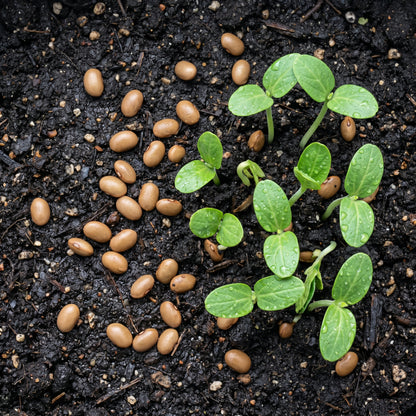 Purple Winged Bean Seeds for Planting