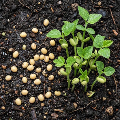 Edamame Green Shell Seeds for Home Gardening