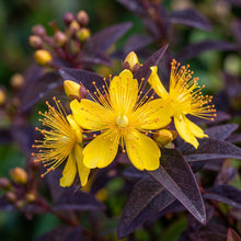 Hypericum Albury Purple Flower Seeds For Planting