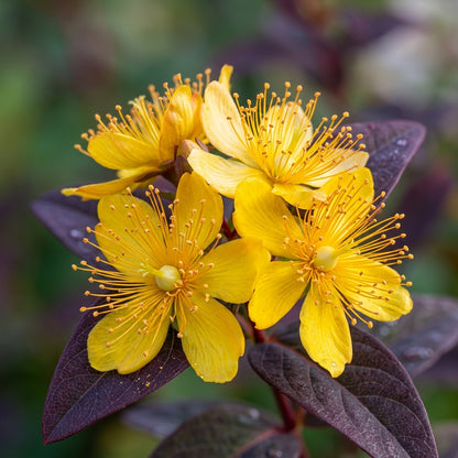 Hypericum Albury Purple Flower Seeds For Planting