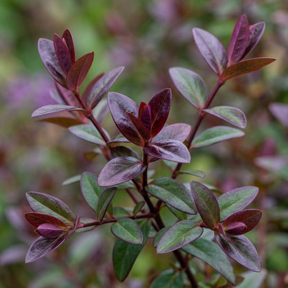Hypericum Albury Purple Flower Seeds For Planting